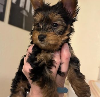 Available Pups – Dream Home Litter